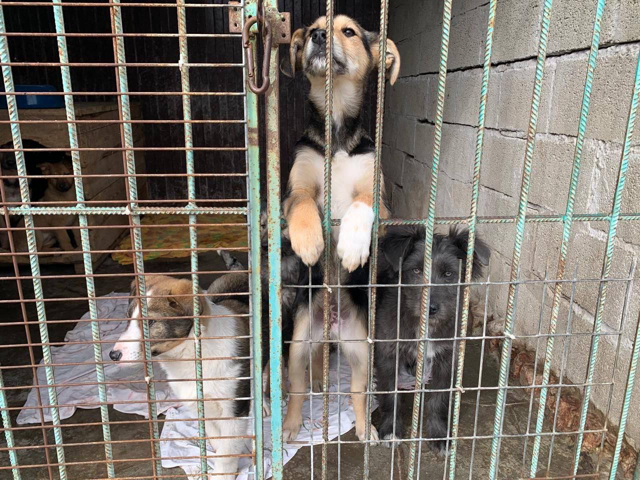 ДельтаЛизинг и Ингосстрах Банк поддержали приют для животных