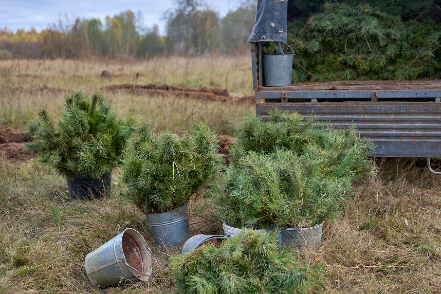 Новый подход к «зеленым» дата-центрам — в кейсе «Сохрани Лес» и «3data»