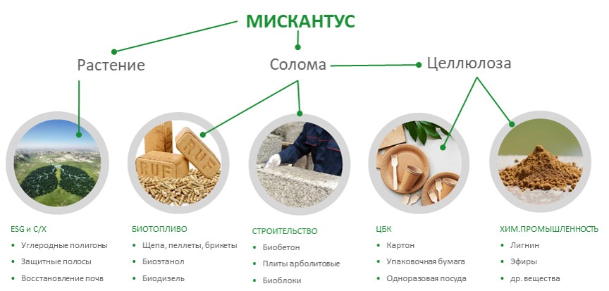 Почему «мискантус гигантский» стал сырьем будущего в России