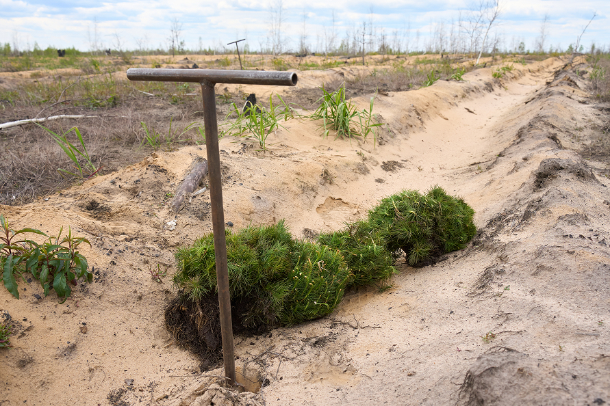Новый подход к «зеленым» дата-центрам — в кейсе «Сохрани Лес» и «3data»