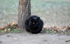 Черная кошка на дороге