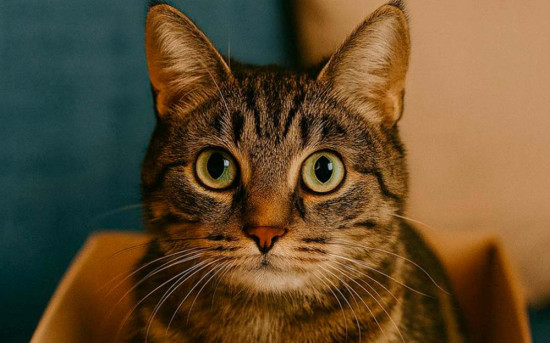 Кот с квартирой BM GROUP