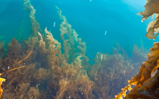 Водоросли ундария в Японском море