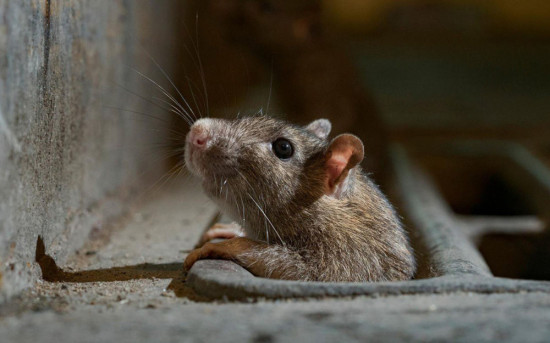 Сезонные нашествия грызунов: эффективная защита складов и предприятий