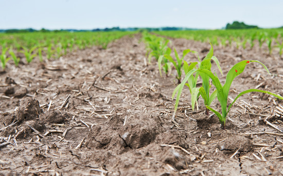 Полис агрострахования от ЧС