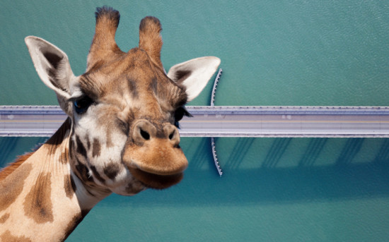 Ненасильственное общение: язык эмпатии в бизнесе