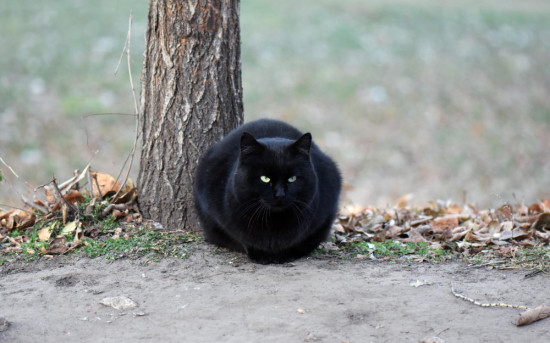 Черная кошка на дороге
