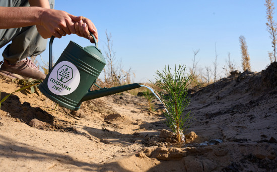 Новый подход к «зеленым» дата-центрам — в кейсе «Сохрани Лес» и «3data»