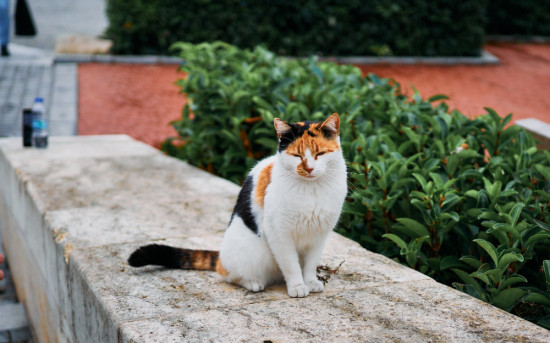 Маркетологи на экскурсии по Стамбулу
