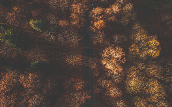 Суд узаконил выделение части лесного участка без ведома арендатора: кейс