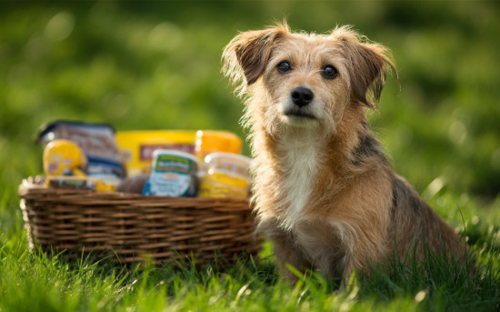 Национальный рейтинг зообизнеса: объявлены победители в номинации «Новинка»