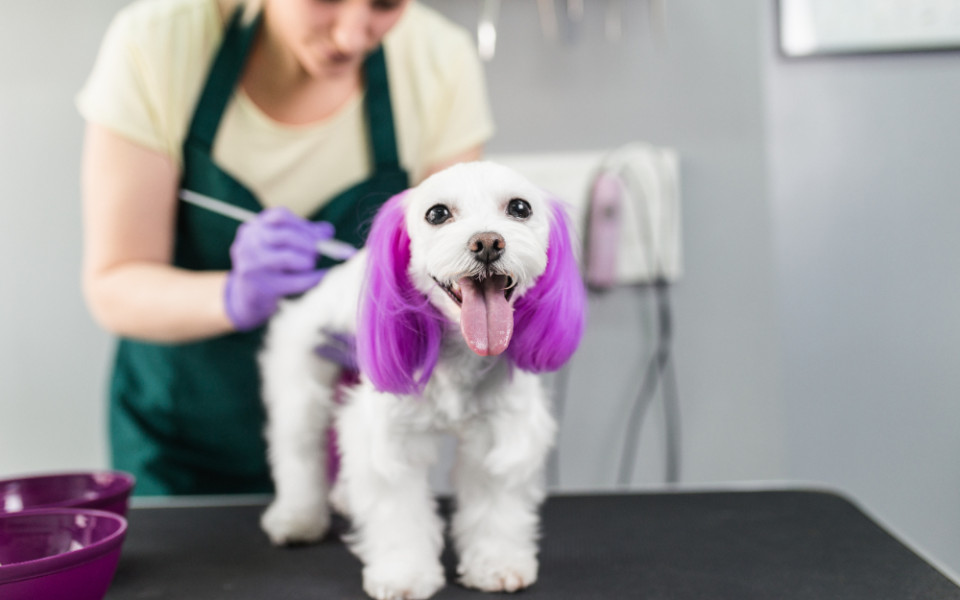 Окрашивание шерсти у собак: безопасность, риски и альтернативы