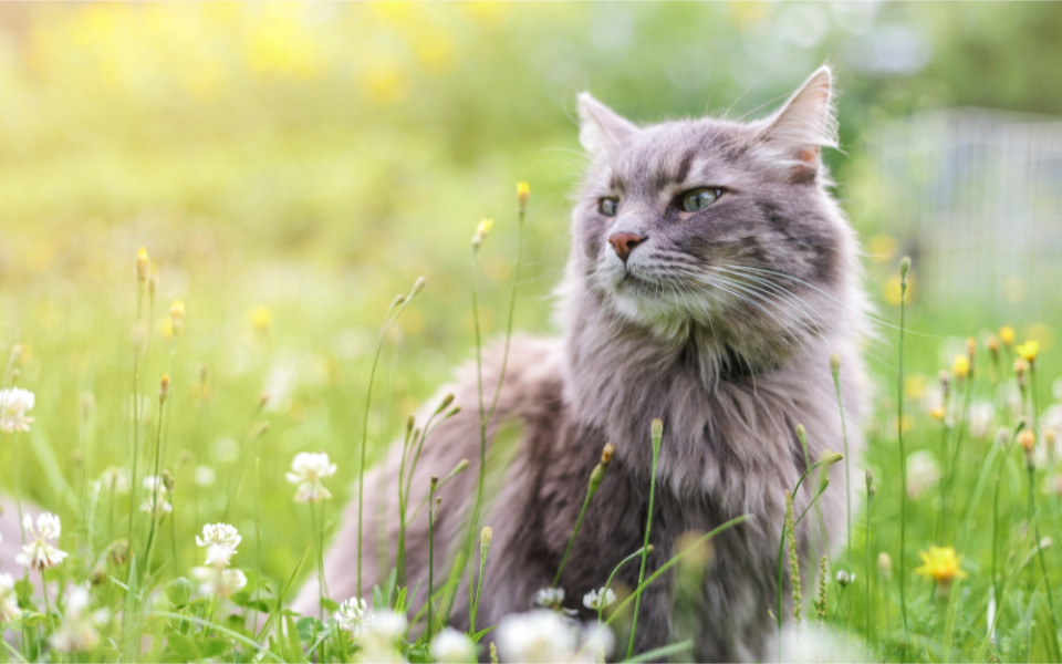 Дача с питомцем — как сделать отдых безопасным и приятным