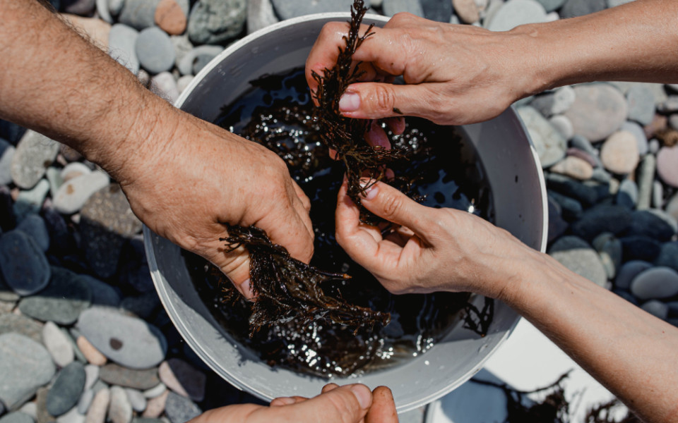 Водоросли ундария, выращенные в рамках проекта "Морские экофермы"