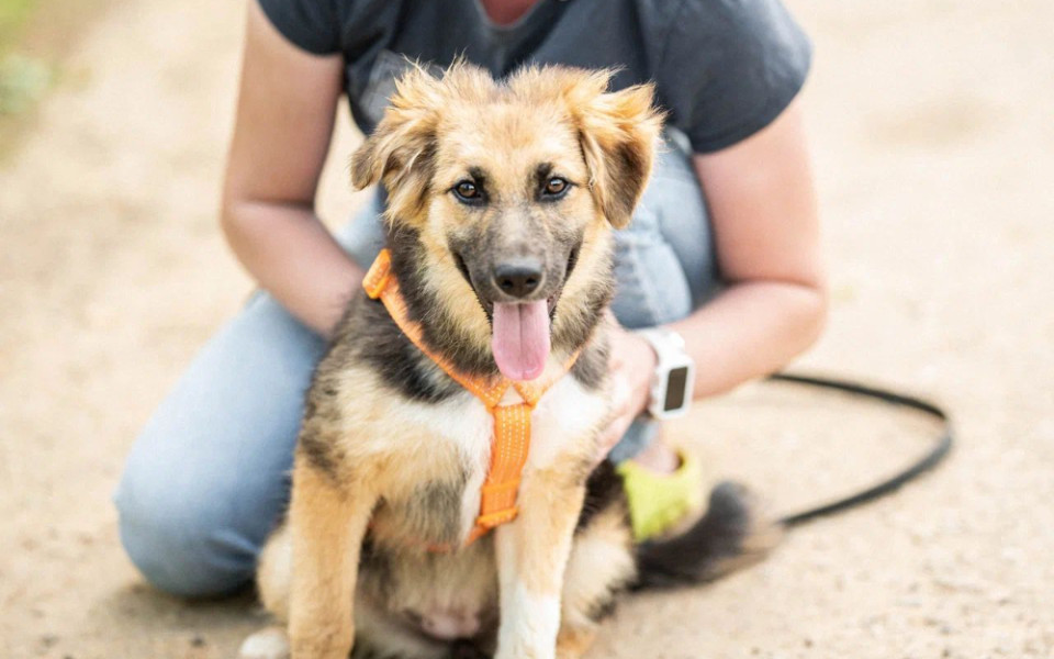 Корпоративная благотворительность в сфере помощи животным: польза, формат