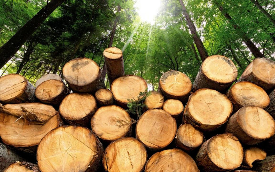 Экологические аспекты использования древесины