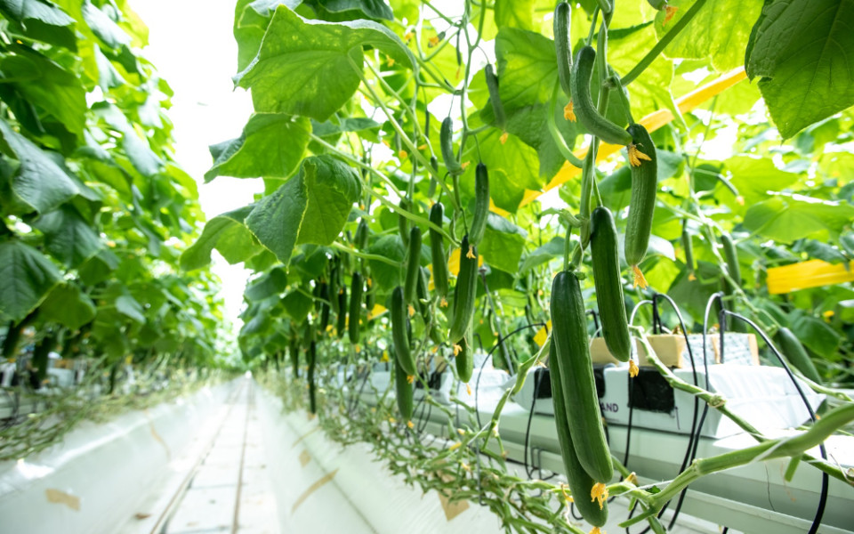 Субстраты из каменной ваты