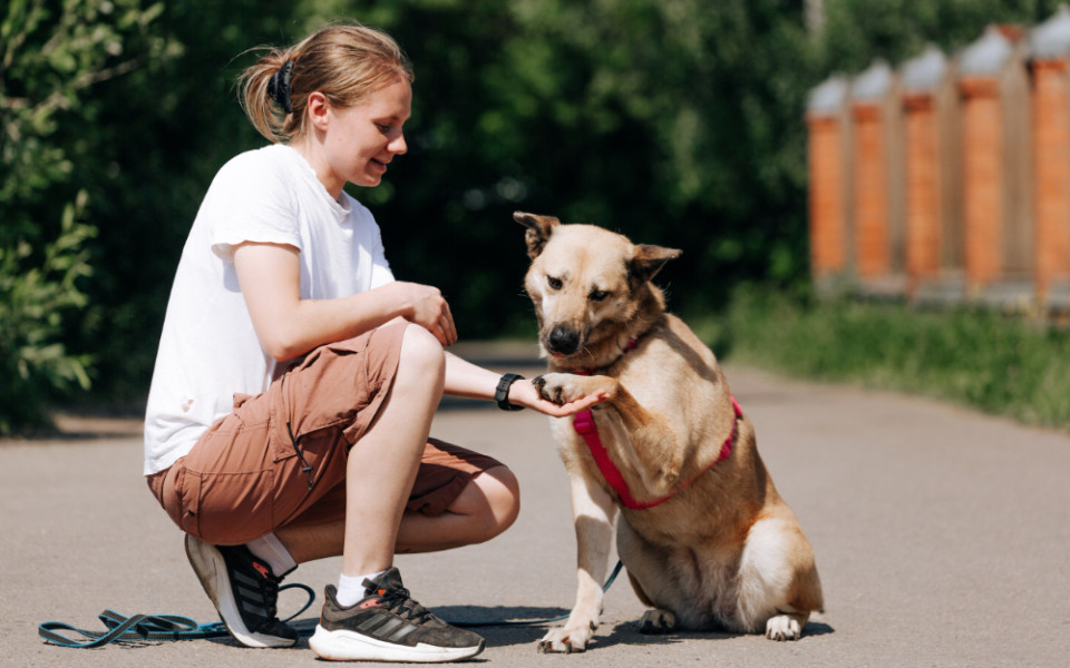 Малый бизнес и благотворительность: помощь животным без больших затрат