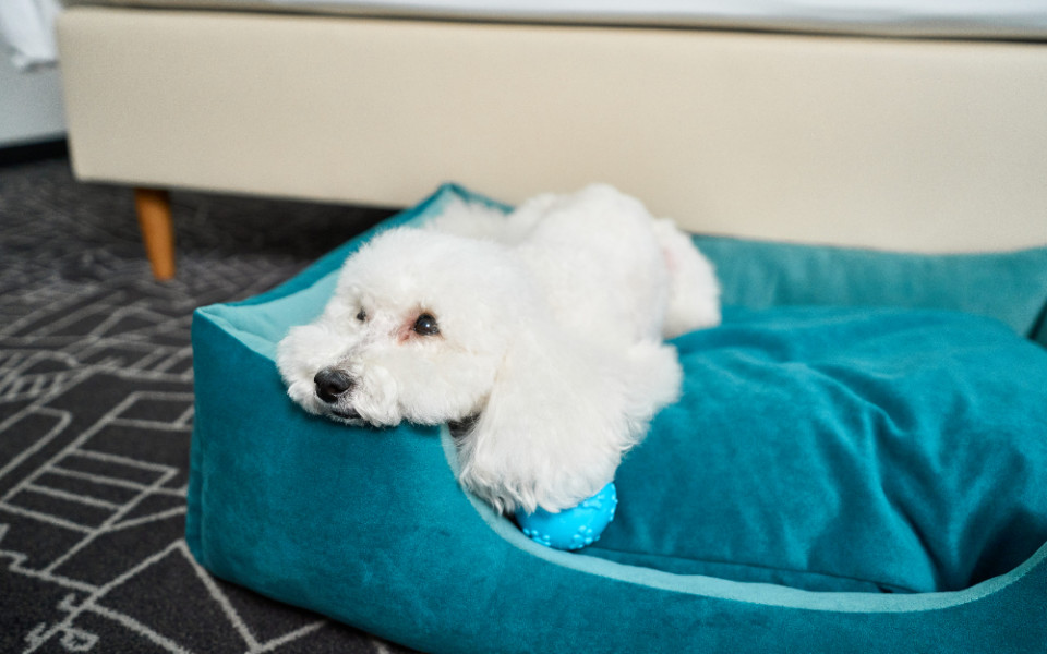 Cosmos Hotel Group запустил сервис для гостей с домашними животными