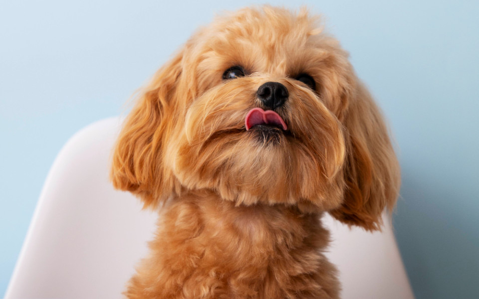 В чем причина популярности функциональных кормов