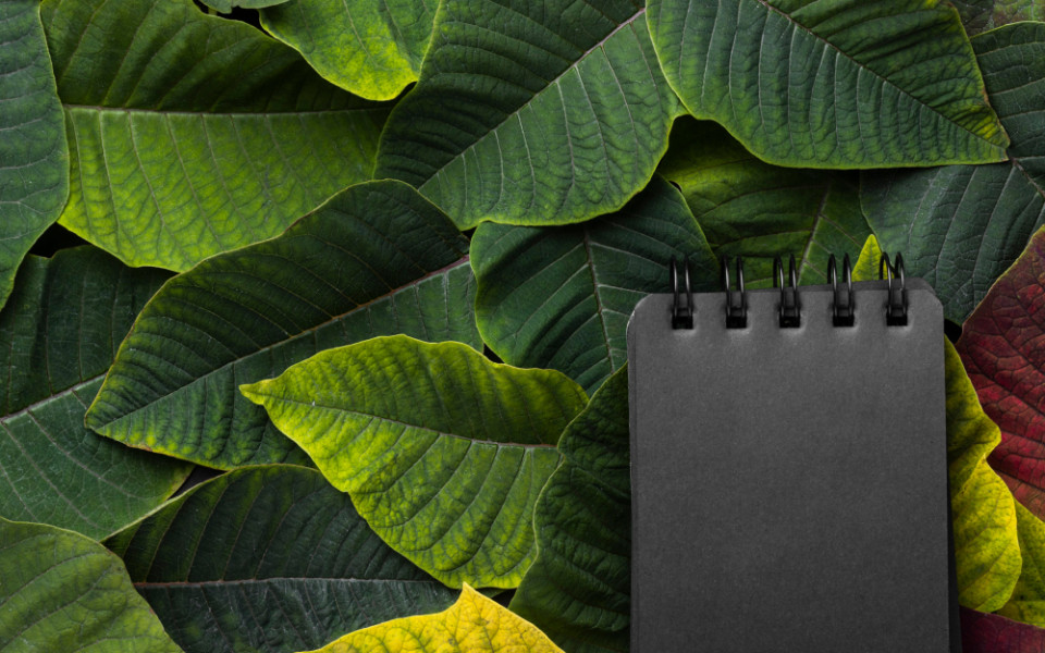 Полное руководство по экологической отчетности для экологов