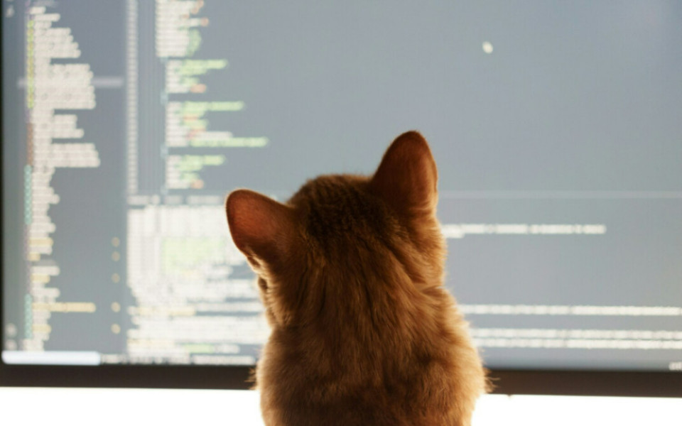 Как правильно использовать цифровые решения в индустрии зоотоваров